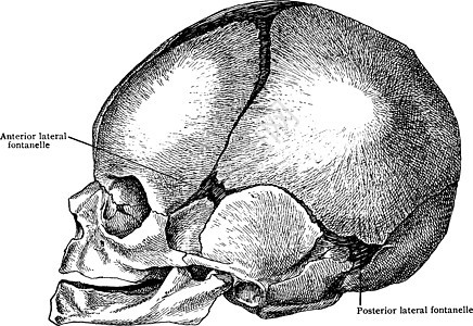 出生时Skull的横向侧面 陈年插图背景图片