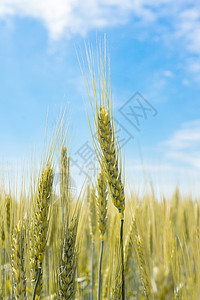村里的小麦田粮食生长食物玉米稻草植物农田面包种子晴天图片