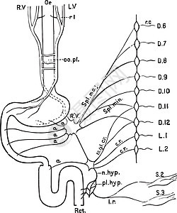 消化管复古插图的神经背景图片