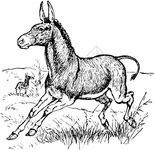 野驴 古董插图图片