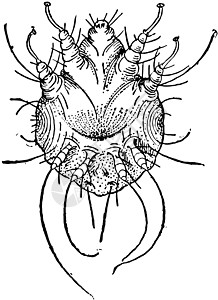 痒螨复古它制作图案图片