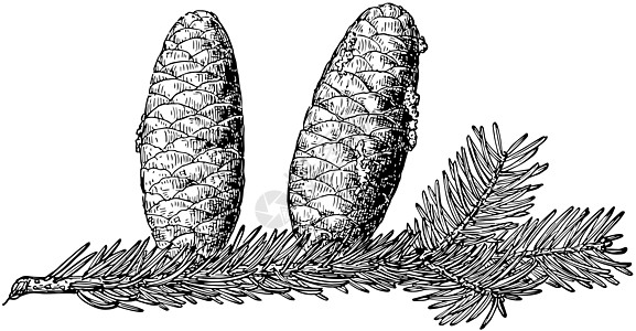 Balsam Fir 古代插图的松果骨图片