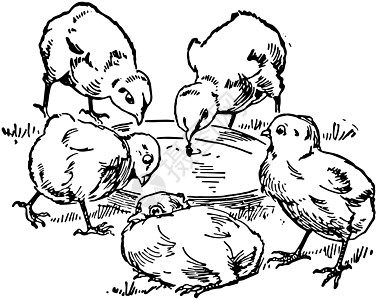 五只小鸡 陈年插图图片