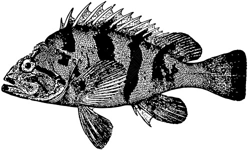 老虎石斑鱼复古插画图片