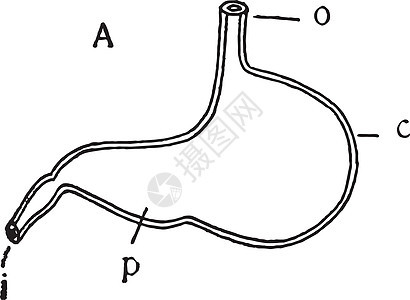 古董插图解剖学雕刻绘画食管黑色哺乳动物器官艺术白色图片