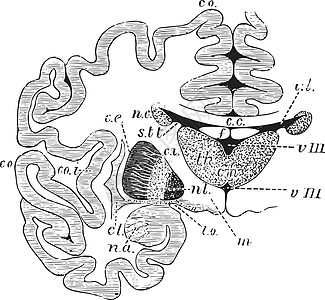 大脑的脑细胞和基本甘蓝 陈年插图图片