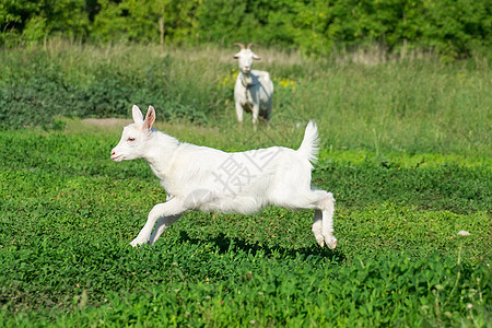小麦田中的山羊国家农业动物孩子毛皮微笑家畜喇叭草地宠物图片