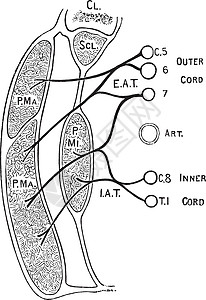 胸肌的神经复古插图图片