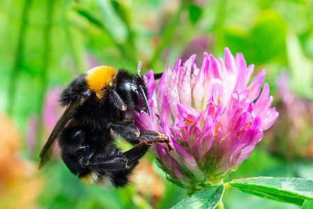 大黄蜂在三叶草上花园花蜜昆虫草地花粉宏观野生动物植物动物大庭图片