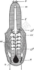 Hagfish呼吸系统 陈年插图图片