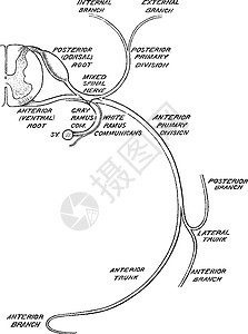 脊髓插图的分布背景图片