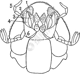 粪甲虫复古插图的腹面观图片