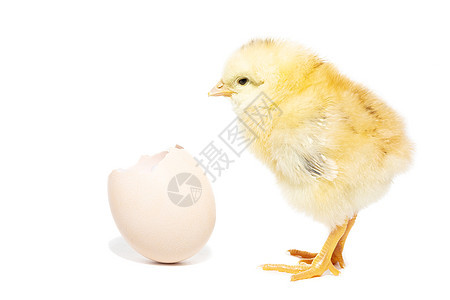 从罐壳中孵出来的鸡新生生活农场棕色宠物婴儿黄色母鸡动物白色图片