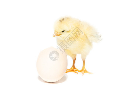 从罐壳中孵出来的鸡家禽新生农场棕色黄色婴儿母鸡白色宠物生活图片