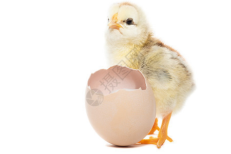 从罐壳中孵出来的鸡家禽工作室新生孵化生活棕色宠物母鸡白色婴儿图片