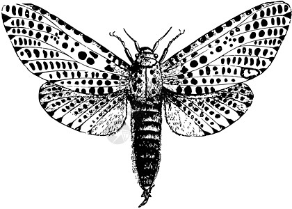 女性豹式黄蜂 陈年插图图片