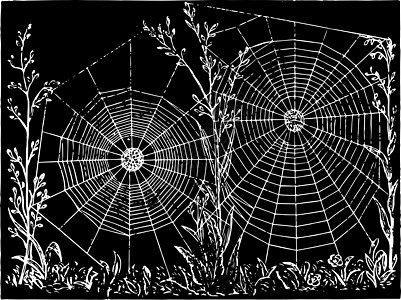 蜘蛛网 古老插图图片