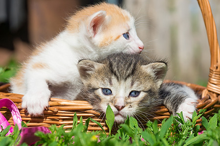 小红小猫咪橙子动物猫咪眼睛毛皮哺乳动物太阳婴儿花园宠物图片