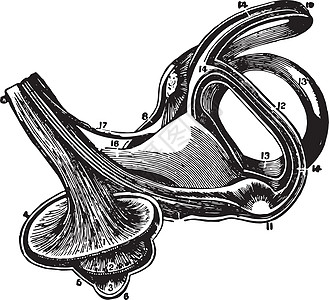耳朵的拉比林斯 古代插图图片