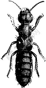魔鬼教练马复古插图白色甲虫绘画艺术黑色雕刻图片