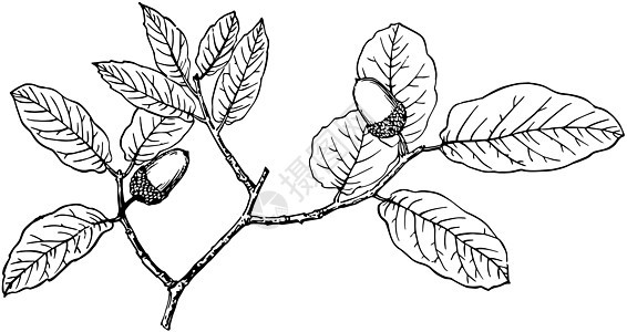 亚利桑那州白橡树古代插图的分支图片