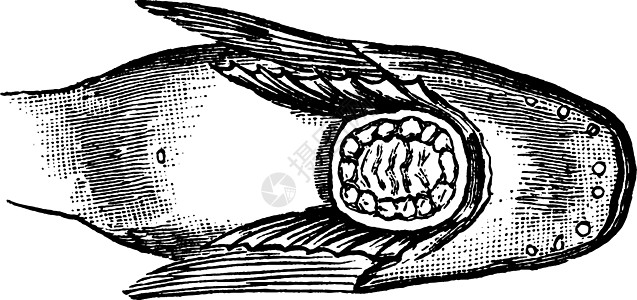 胸鳍之间的蜗牛吸盘复古它制作图案图片
