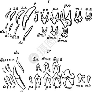 永久牙科 古董插图图片