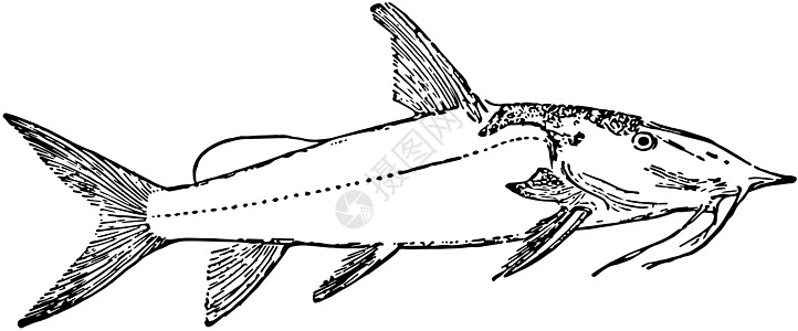 上下起伏的嘉尾鱼 古董插图图片