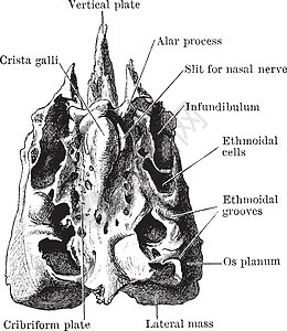 从上方查看的Ethmoid 陈年插图背景图片