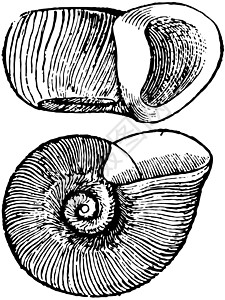 复古插图艺术绘画蜗牛黑色白色雕刻图片