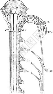 脊柱内脏 老式插图图片