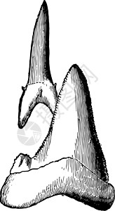 鲨鱼牙齒 古董插图图片