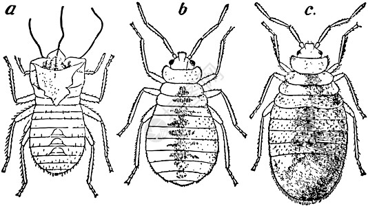 臭虫复古插图黑色绘画雕刻艺术皮肤白色若虫图片