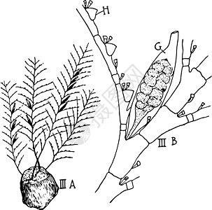 古代插图黑色雕刻绘画艺术白色细胞腋窝淋膜图片