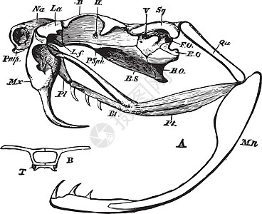 古典插图爬虫解剖学骨头绘画雕刻艺术白色颅骨标签黑色图片
