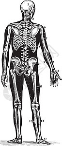 人类骨骼的后视镜 古董插图背景图片