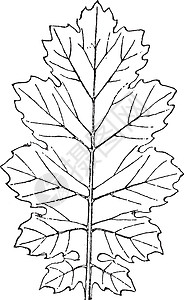 阿坎托斯·莫利斯的叶子 有很多树叶的小秘诀图片