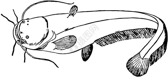 古董插图艺术白色黑色鲶鱼绘画雕刻图片