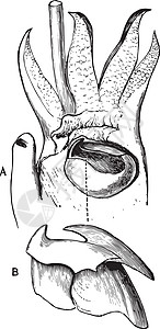 切塔特莱鱼爪 古老插图图片