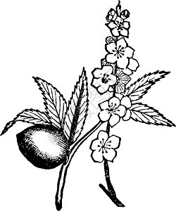 杏仁复古插画白色黑色艺术树木雕刻水果绘画插图图片