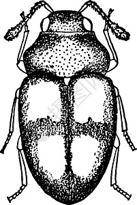 陈年插图绘画昆虫雕刻白色黑色艺术图片