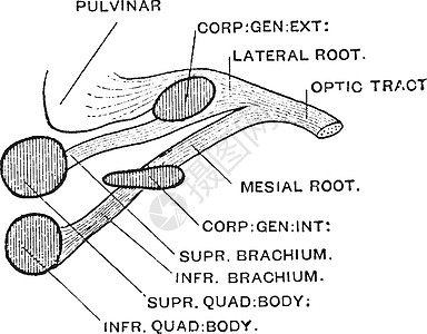 视神经复古插图的根源图片