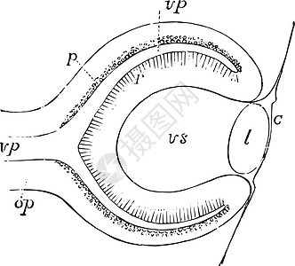四周胎眼 陈年插图背景图片