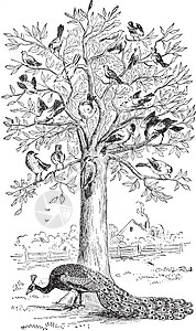 孔雀树 陈年插图图片