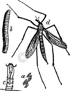 Crane Fly 古董插图白色绘画艺术昆虫雕刻黑色家庭图片