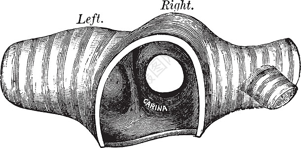 Trachea的横截面图 古代插图背景图片