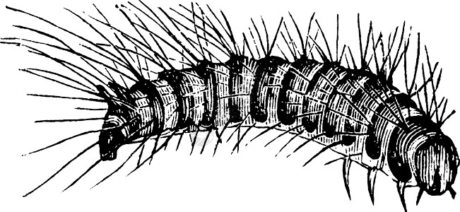 陈年插图黑色甲虫破坏性绘画动物博物馆白色艺术雕刻幼虫图片