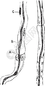 坐骨神经复古插图的神经纤维图片