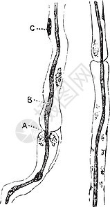 坐骨神经复古插图的神经纤维背景图片