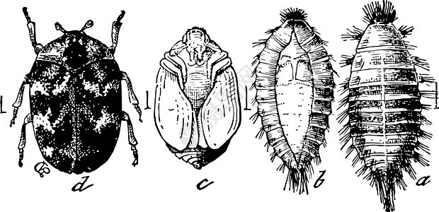 地毯甲虫阶段复古插图图片